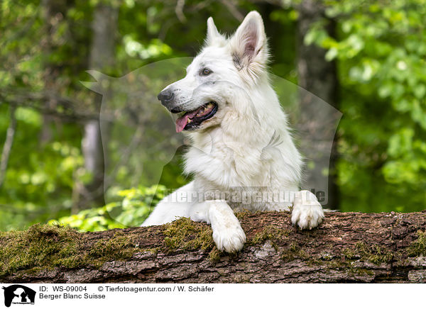Berger Blanc Suisse / WS-09004