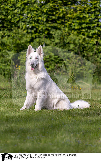 sitting Berger Blanc Suisse / WS-09011