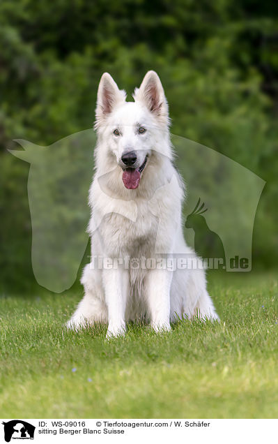 sitting Berger Blanc Suisse / WS-09016