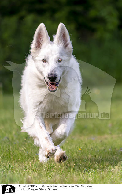 running Berger Blanc Suisse / WS-09017