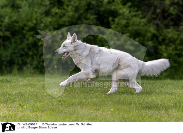 running Berger Blanc Suisse / WS-09021