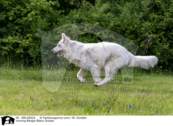 running Berger Blanc Suisse / WS-09022