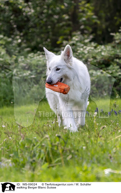 laufender Weier Schferhund / walking Berger Blanc Suisse / WS-09024