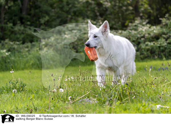 walking Berger Blanc Suisse / WS-09025