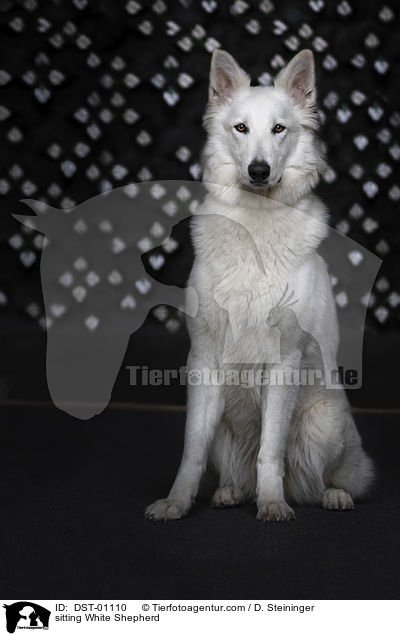 sitting White Shepherd / DST-01110