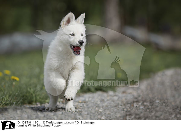 running White Shepherd Puppy / DST-01136