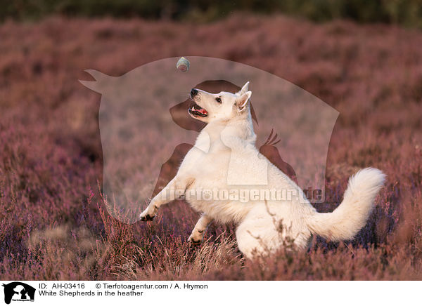 White Shepherds in the heather / AH-03416