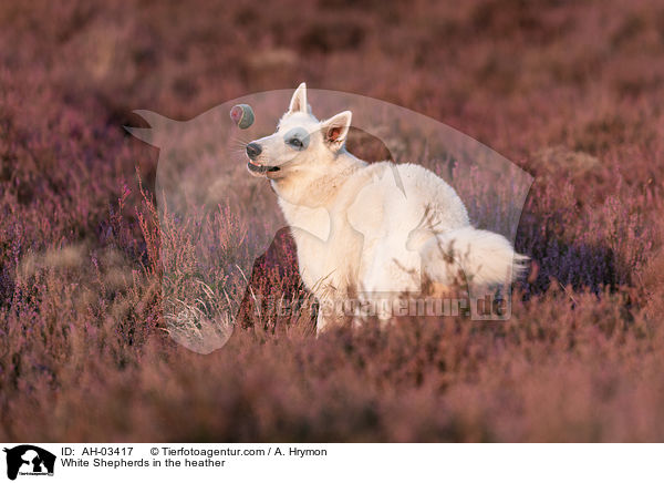 Weier Schferhund in der Heide / White Shepherds in the heather / AH-03417