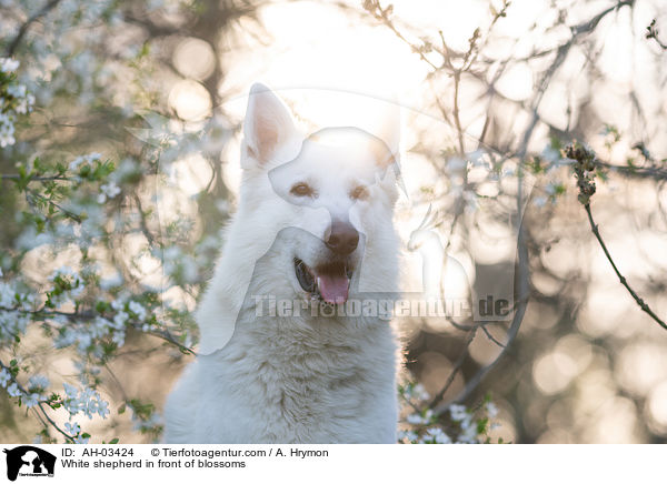 White shepherd in front of blossoms / AH-03424