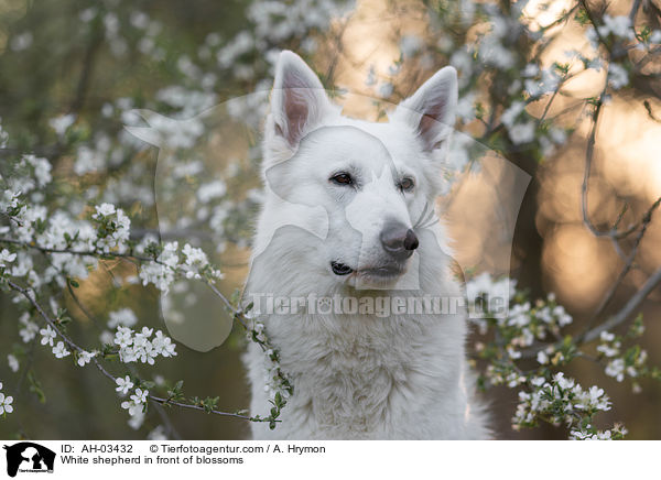 White shepherd in front of blossoms / AH-03432