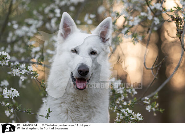 White shepherd in front of blossoms / AH-03434
