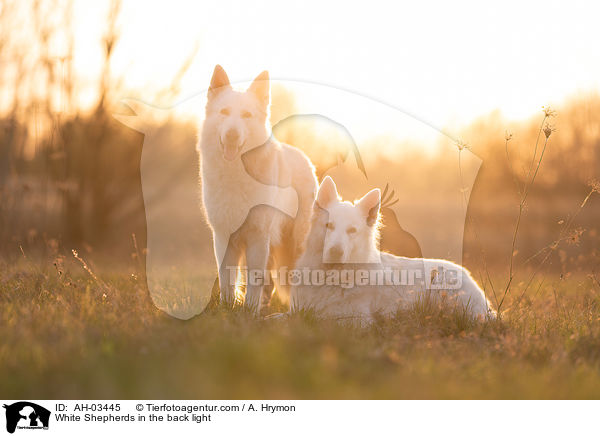 White Shepherds in the back light / AH-03445