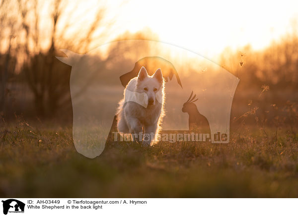White Shepherd in the back light / AH-03449