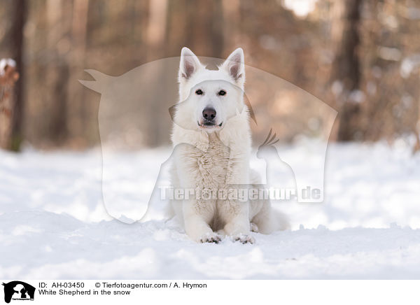 White Shepherd in the snow / AH-03450