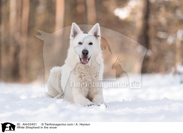 White Shepherd in the snow / AH-03451