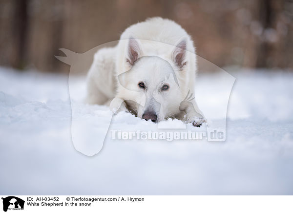 Weier Schferhund im Schnee / White Shepherd in the snow / AH-03452