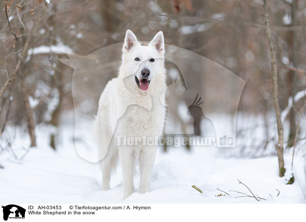 White Shepherd in the snow / AH-03453
