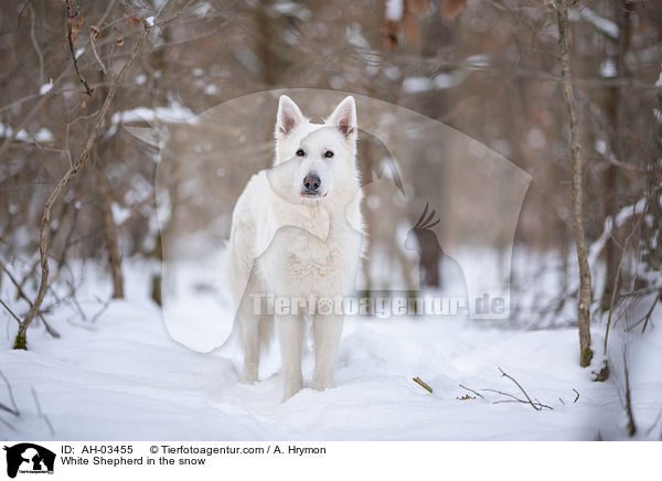White Shepherd in the snow / AH-03455