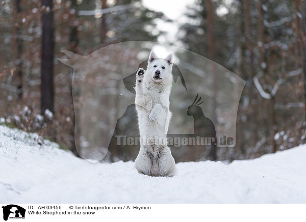 White Shepherd in the snow / AH-03456