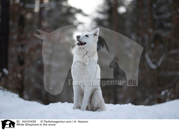 White Shepherd in the snow / AH-03458