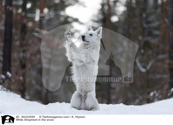 White Shepherd in the snow / AH-03459