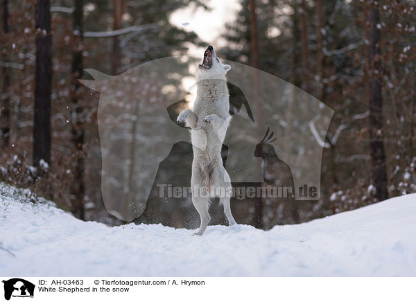 White Shepherd in the snow / AH-03463