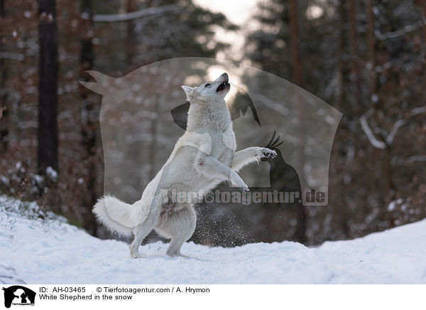 White Shepherd in the snow / AH-03465