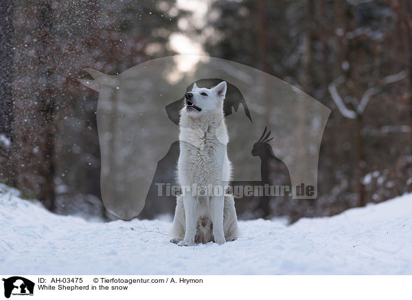 White Shepherd in the snow / AH-03475
