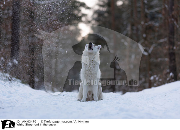 White Shepherd in the snow / AH-03476