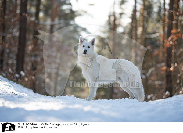 White Shepherd in the snow / AH-03484