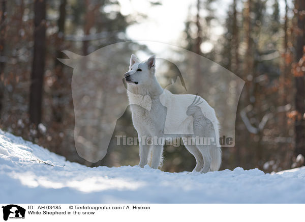 White Shepherd in the snow / AH-03485