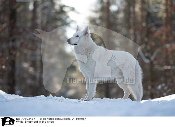 White Shepherd in the snow / AH-03487