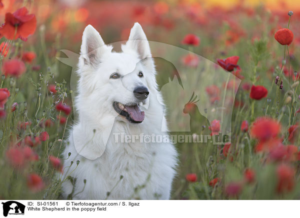 Weier Schferhund im Mohnfeld / White Shepherd in the poppy field / SI-01561