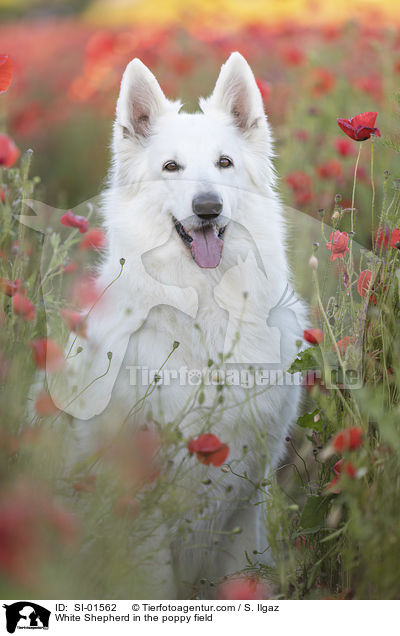 White Shepherd in the poppy field / SI-01562