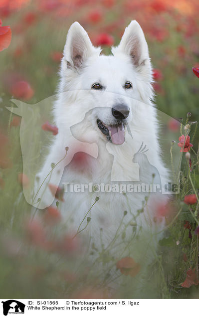 White Shepherd in the poppy field / SI-01565