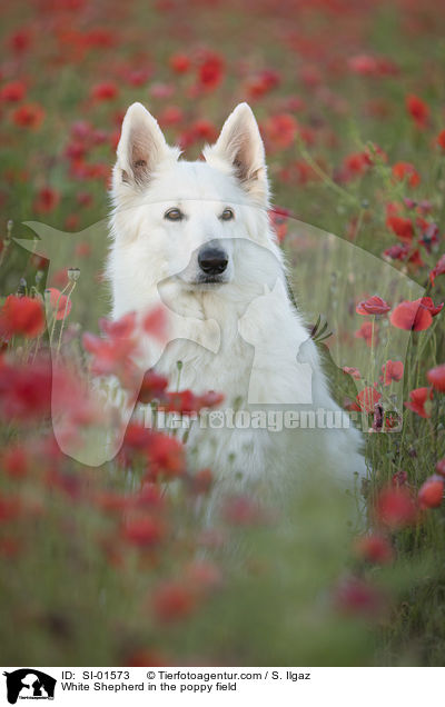 White Shepherd in the poppy field / SI-01573
