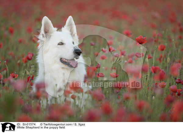 White Shepherd in the poppy field / SI-01574