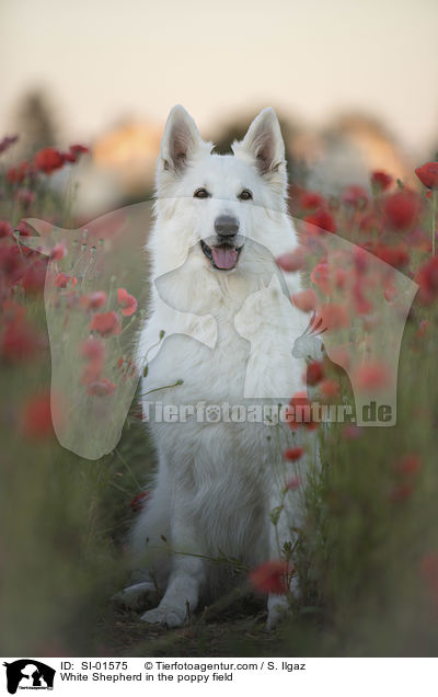 White Shepherd in the poppy field / SI-01575