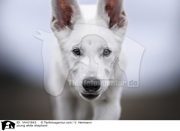 young white shepherd / VH-01643