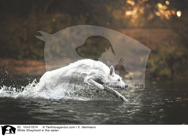 White Shepherd in the water / VH-01674