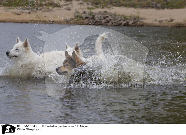 White Shepherd / JM-13845