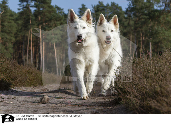 White Shepherd / JM-16246