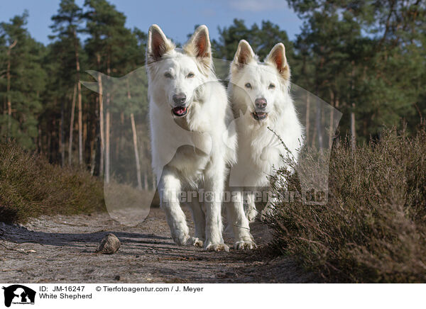 White Shepherd / JM-16247