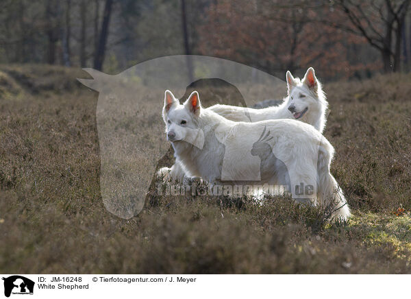 White Shepherd / JM-16248