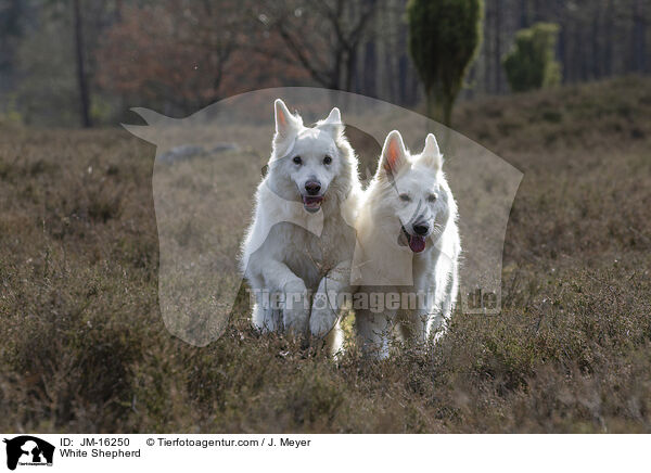 White Shepherd / JM-16250
