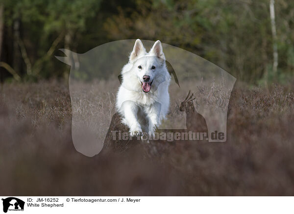 White Shepherd / JM-16252