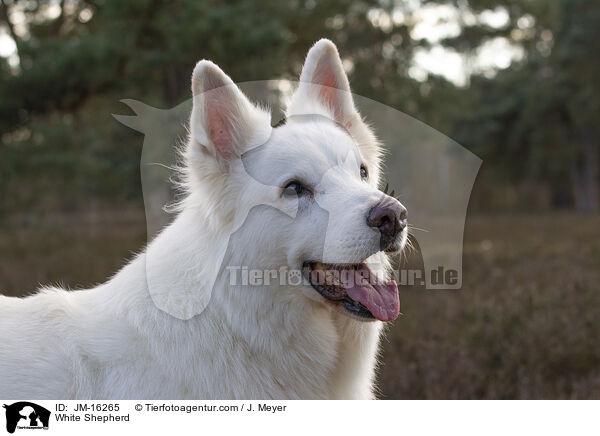 White Shepherd / JM-16265