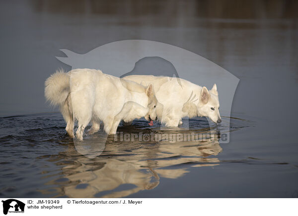 white shepherd / JM-19349