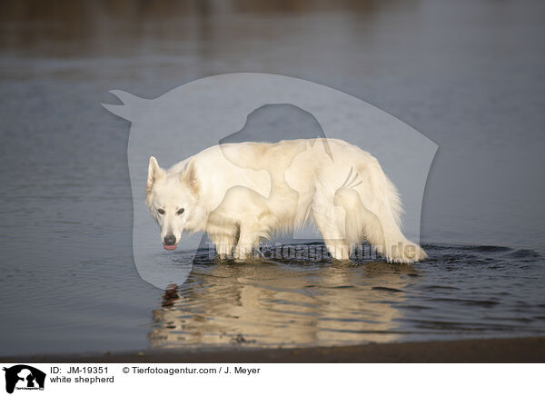 white shepherd / JM-19351