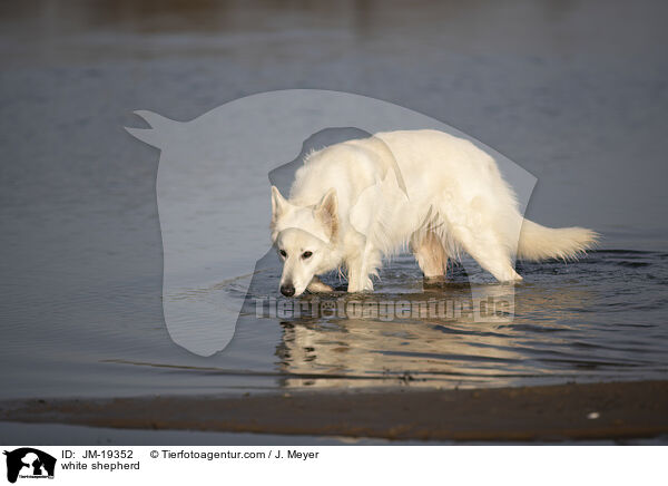 white shepherd / JM-19352